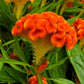 CELOSIA `TWISTED DARK ORANGE`