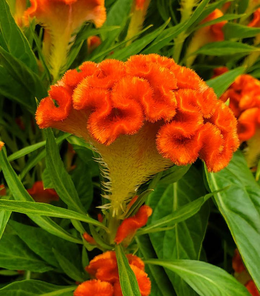 CELOSIA `TWISTED DARK ORANGE`