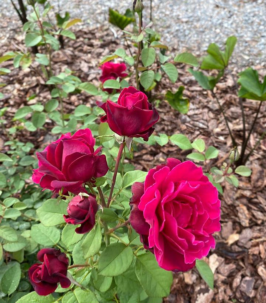 ROSA BRINDABELLA `CRIMSON KNIGHT`