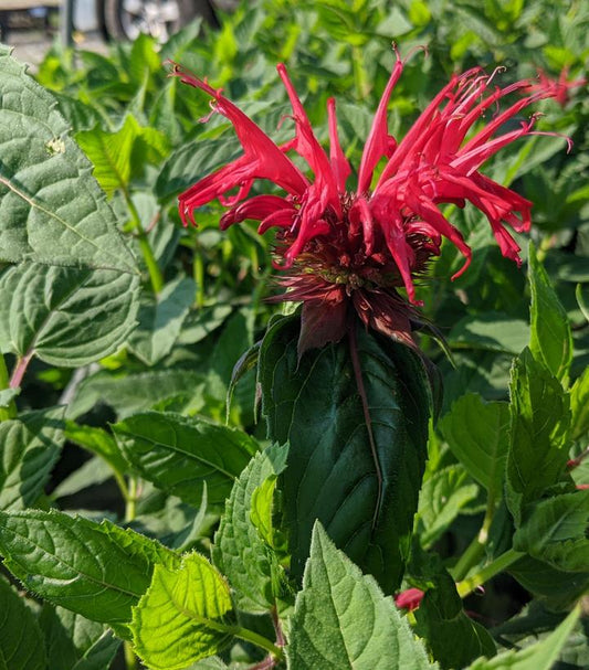 Monarda didyma ‘Jacob cline ‘  3.42 L