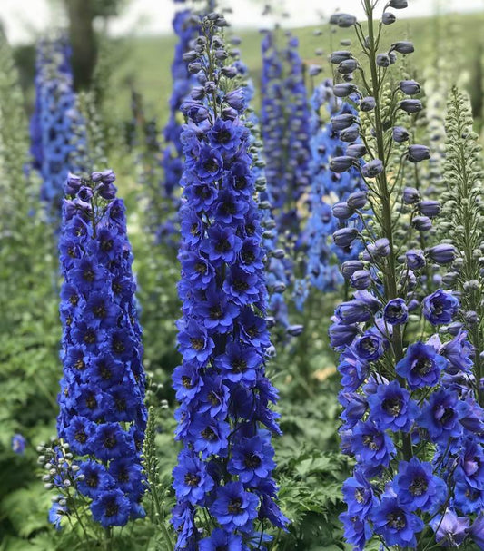 DELPHINIUM NEW ZEALAND `BLUE BUCCANEERS`