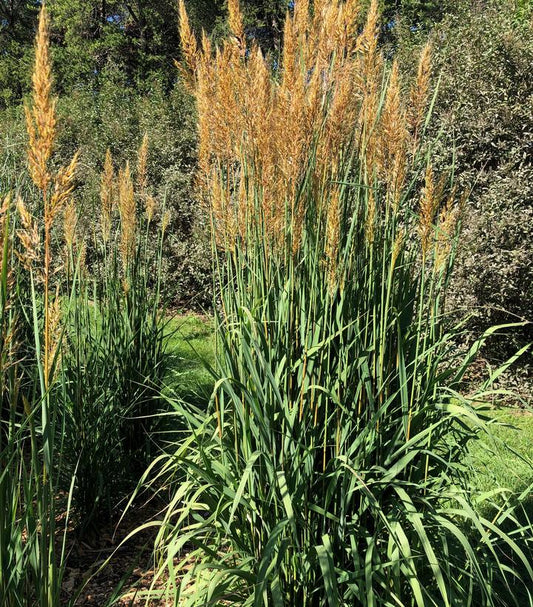 SORGHASTRUM NUTANS `GOLDEN SUNSET`