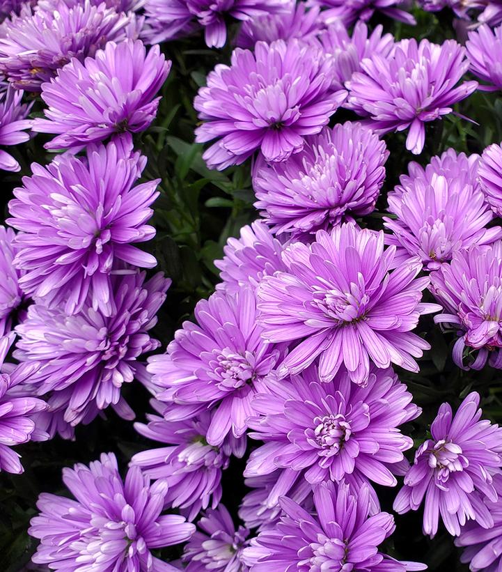 ASTER `HENRY I BLUE`