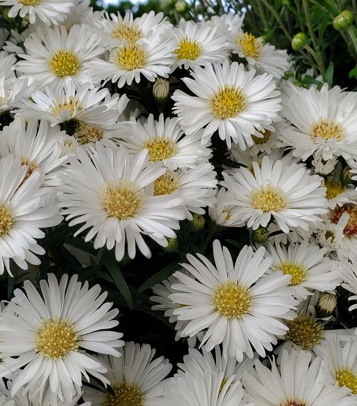 ASTER `PUFF WHITE`