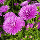 ASTER `VICTORIA FANNY`