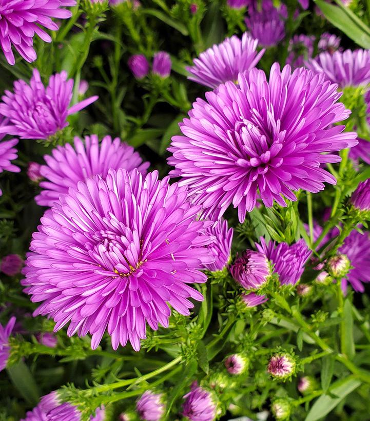 ASTER `VICTORIA FANNY`