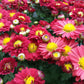 MUMS RED