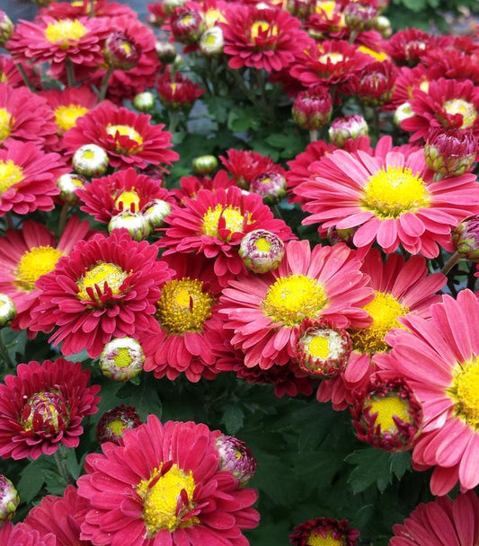 MUMS RED