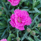 DIANTHUS EVERLAST `ORCHID`