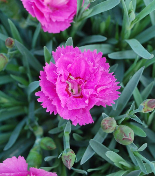 DIANTHUS EVERLAST `ORCHID`