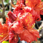 AZALEA `RED DEMON`