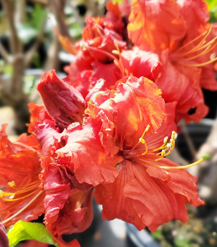 AZALEA `RED DEMON`