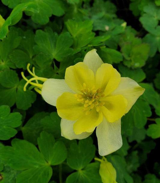 AQUILEGIA EARLYBIRD `YELLOW`