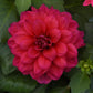 DAHLIA DALAYA `RASPBERRY`