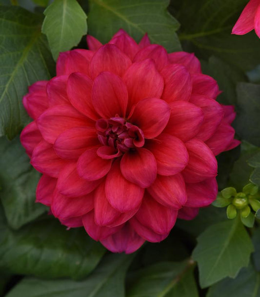 DAHLIA DALAYA `RASPBERRY`