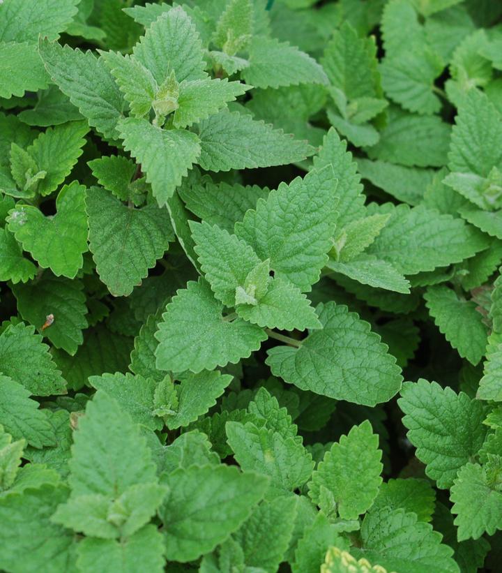 NEPETA CATARIA - CATNIP