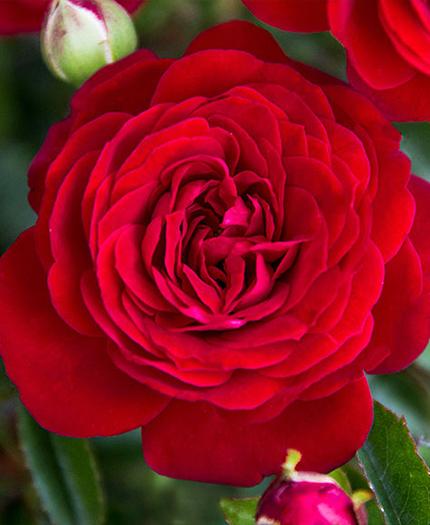 ROSA `TRUE LOVE` – Flora to you