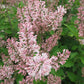 SYRINGA PATULA `DREAM CLOUD`