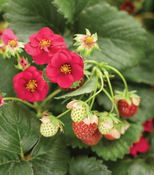 STRAWBERRY BERRIED TREASURE `PINK`
