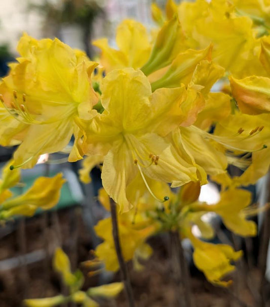 AZALEA `GOLDEN LIGHTS`
