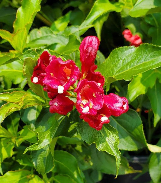 WEIGELA FLORIDA MAGICAL `ROBIN`