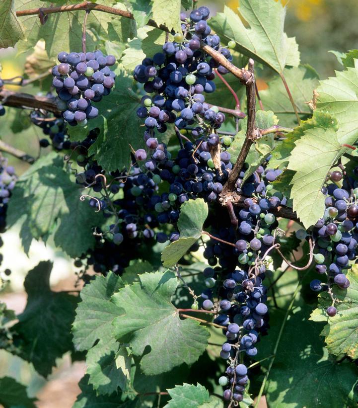 VITIS `FRONTENAC`