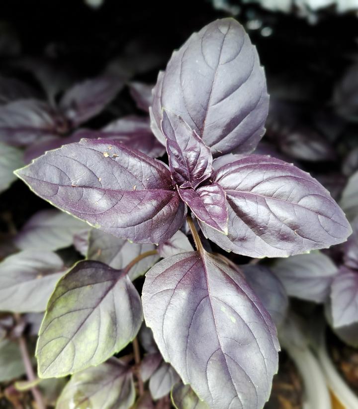 OCIMUM `RED RUBIN`