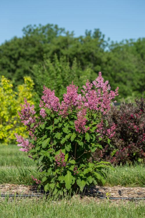 SYRINGA X PRESTONIAE `PINKTINI`