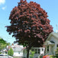 ACER PALMATUM `SAMURAI SWORD`-Japanese Maple