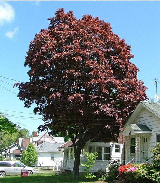 ACER PALMATUM `SAMURAI SWORD`