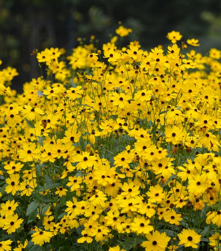 COREOPSIS PALUSTRIS `SUMMER SUNSHINE`