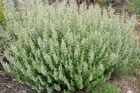 CALAMINTHA NEPETA `MONTROSE WHITE`