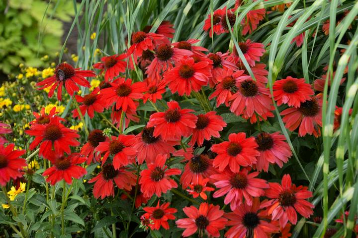 ECHINACEA PANAMA `RED`