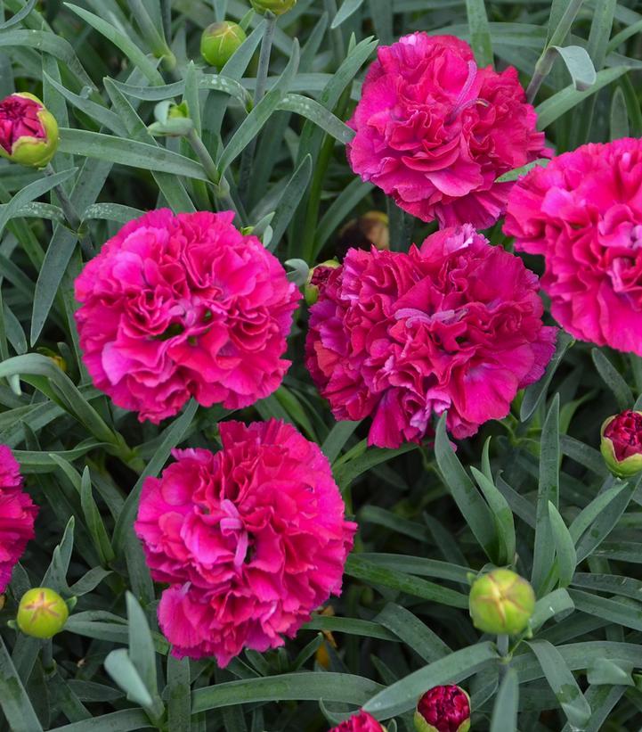 DIANTHUS F.P. `FUNKY FUCHSIA`