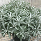 ARTEMISIA `GARDEN GHOST`