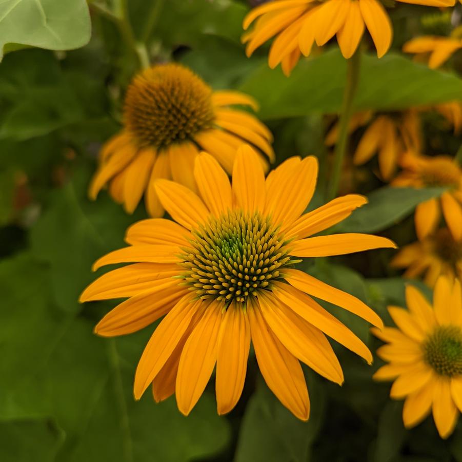 ECHINACEA ARTISAN `YELLOW OMBRE`