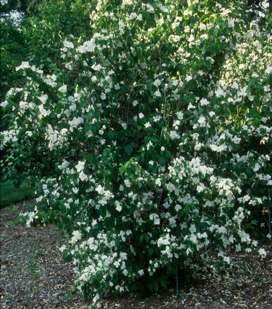 PHILADELPHUS X `MINNESOTA SNOWFLAKE`