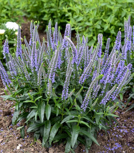 VERONICA MS `EVER AFTER`