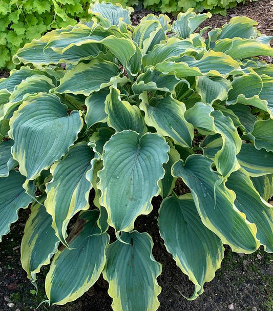 HOSTA SHADOWLAND `VOICES IN THE WIND`