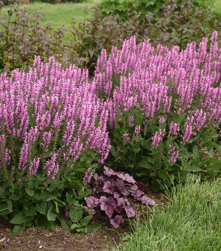 SALVIA COLOR SPIRES `BACK TO THE FUCHSIA`