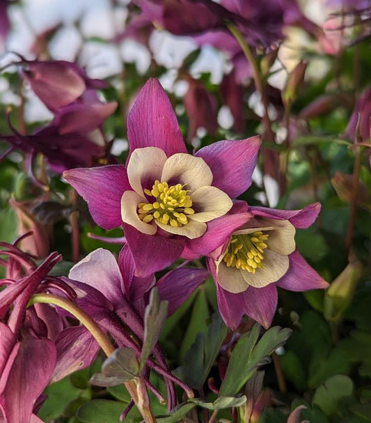 AQUILEGIA EARLYBIRD `PURPLE WHITE`