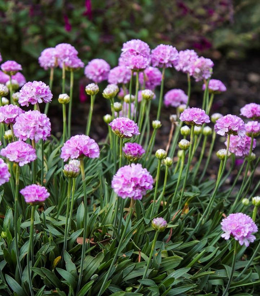 ARMERIA DREAMERIA® `DREAM CLOUDS`