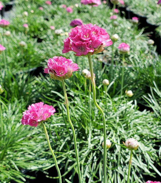 ARMERIA MARITIMA `MORNING STAR DEEP ROSE`