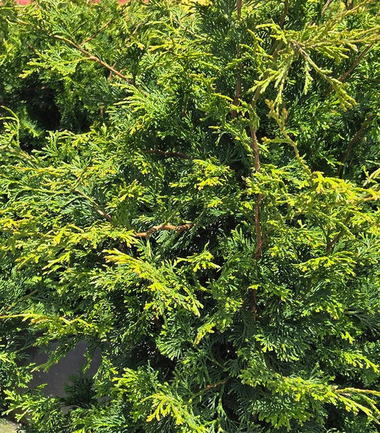 CHAMAECYPARIS. obt. Well's Special-Hinoki cypress