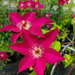 CLEMATIS `TEKLA`