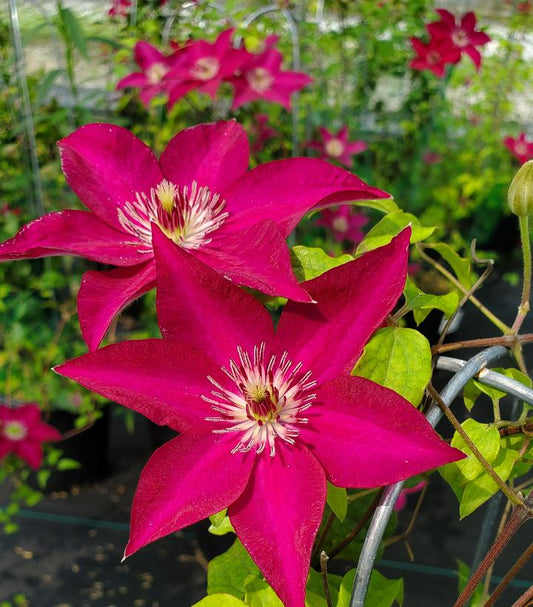 CLEMATIS `TEKLA`