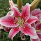 LILIUM ORIENTALIS `STARGAZER` (PINK/WHITE)