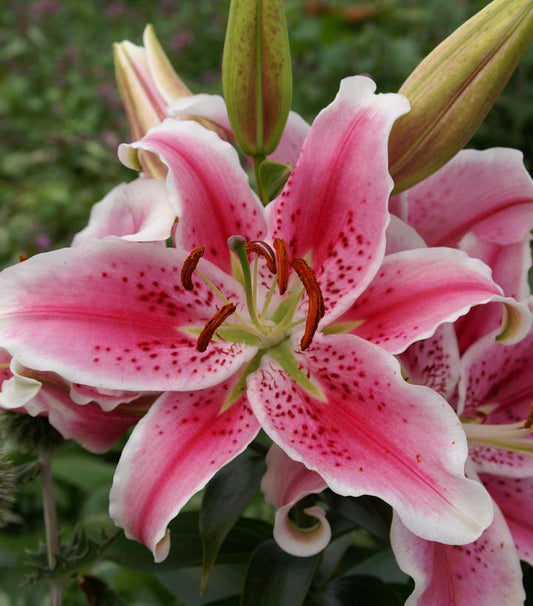 LILIUM ORIENTALIS `STARGAZER` (PINK/WHITE)