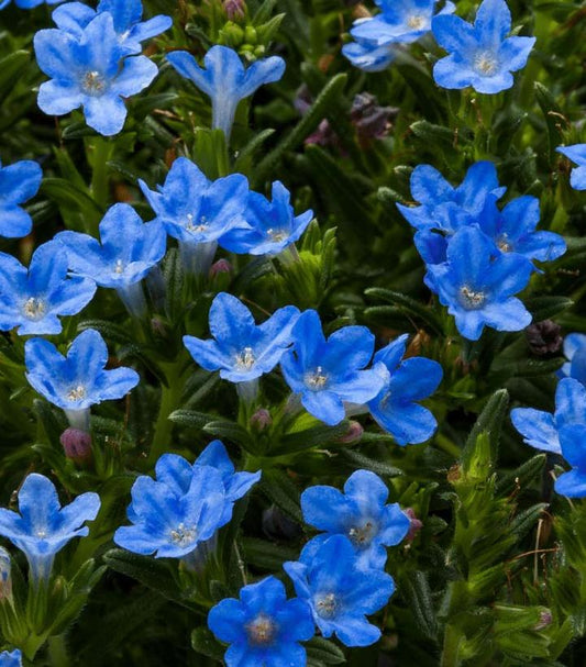 LITHODORA TIDEPOOL `SKY BLUE`