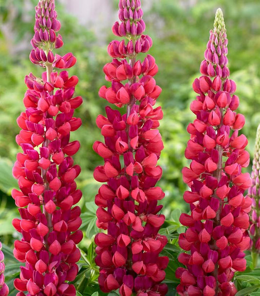 LUPINUS WESTCOUNTRY™ `RED RUM`